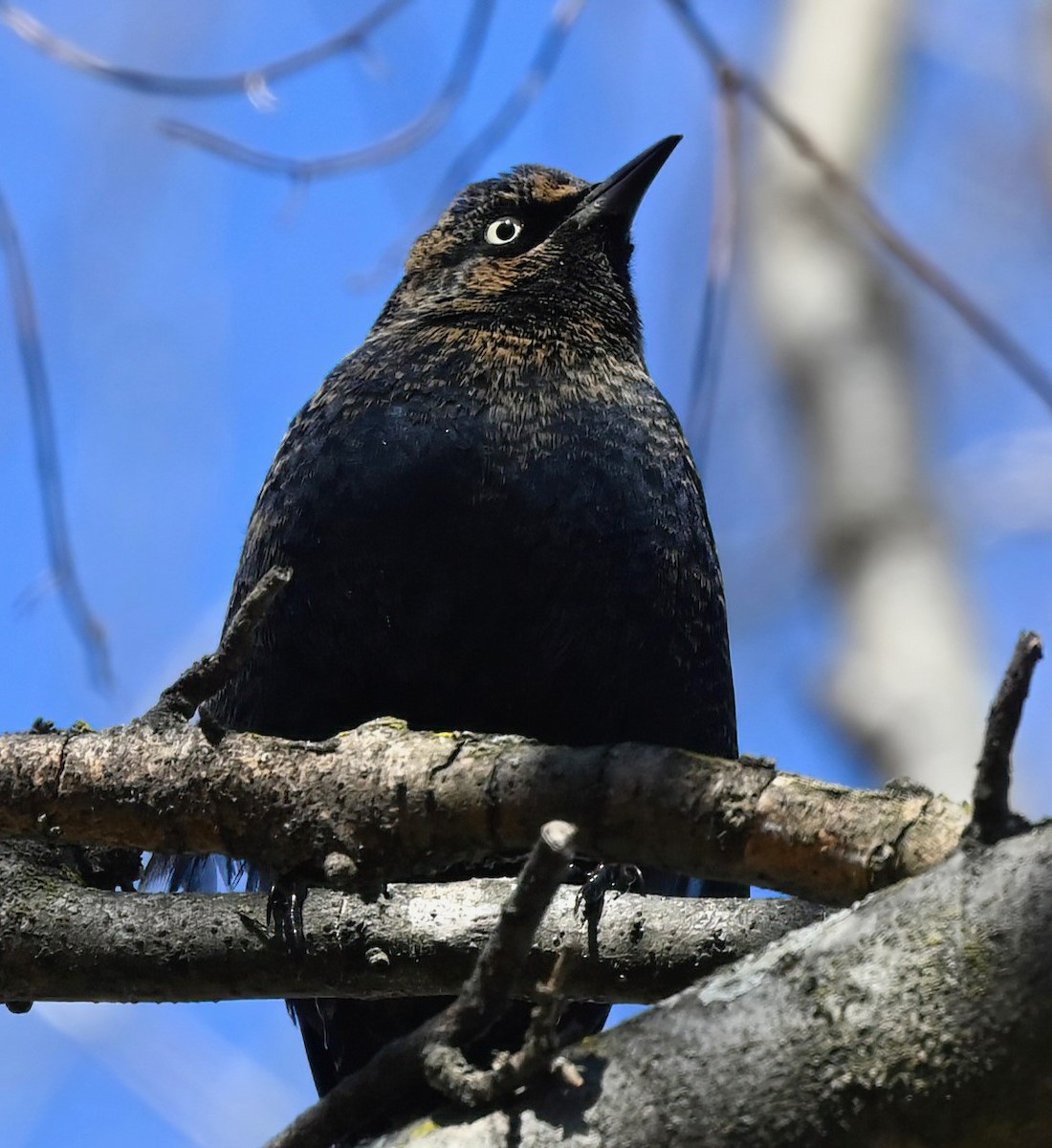 Rusty Blackbird - ML629947597