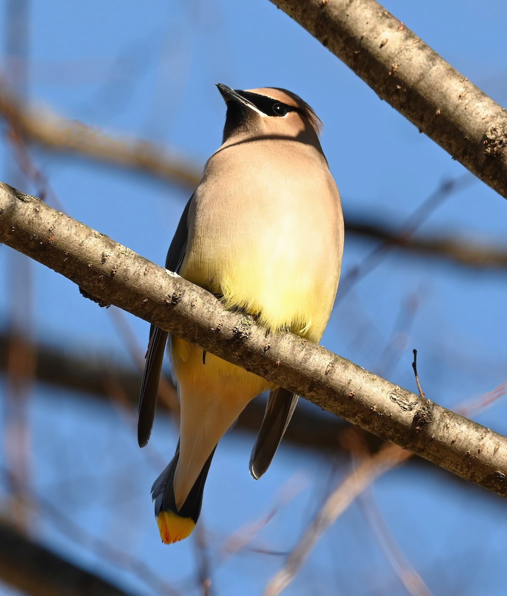 Cedar Waxwing - ML629947603
