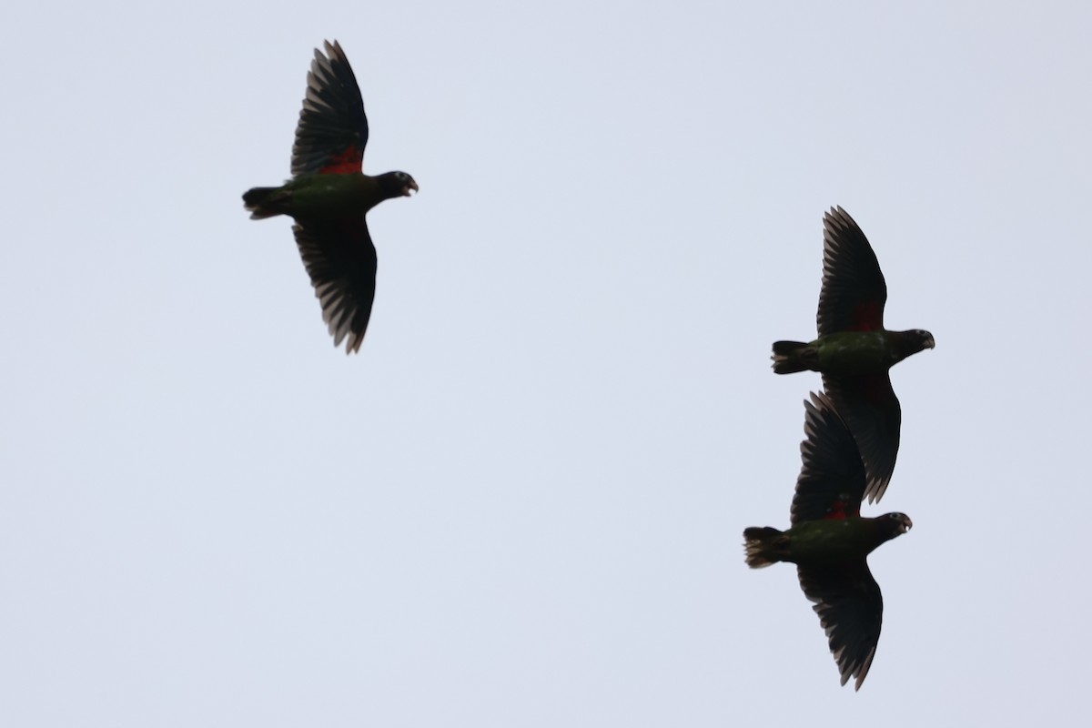 Brown-hooded Parrot - ML629947696