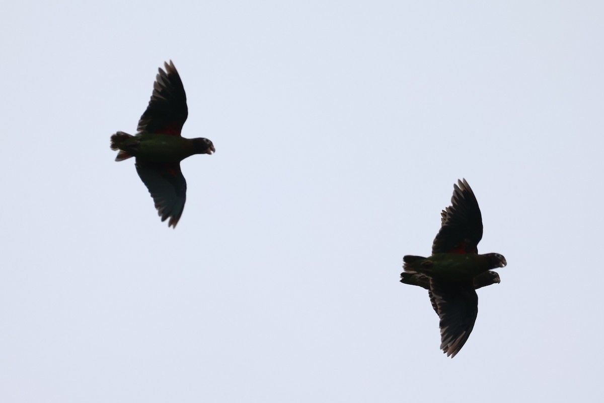 Brown-hooded Parrot - ML629947697