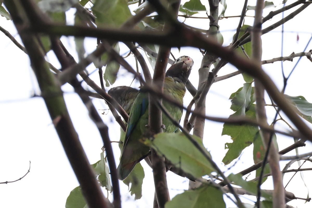 Brown-hooded Parrot - ML629947698