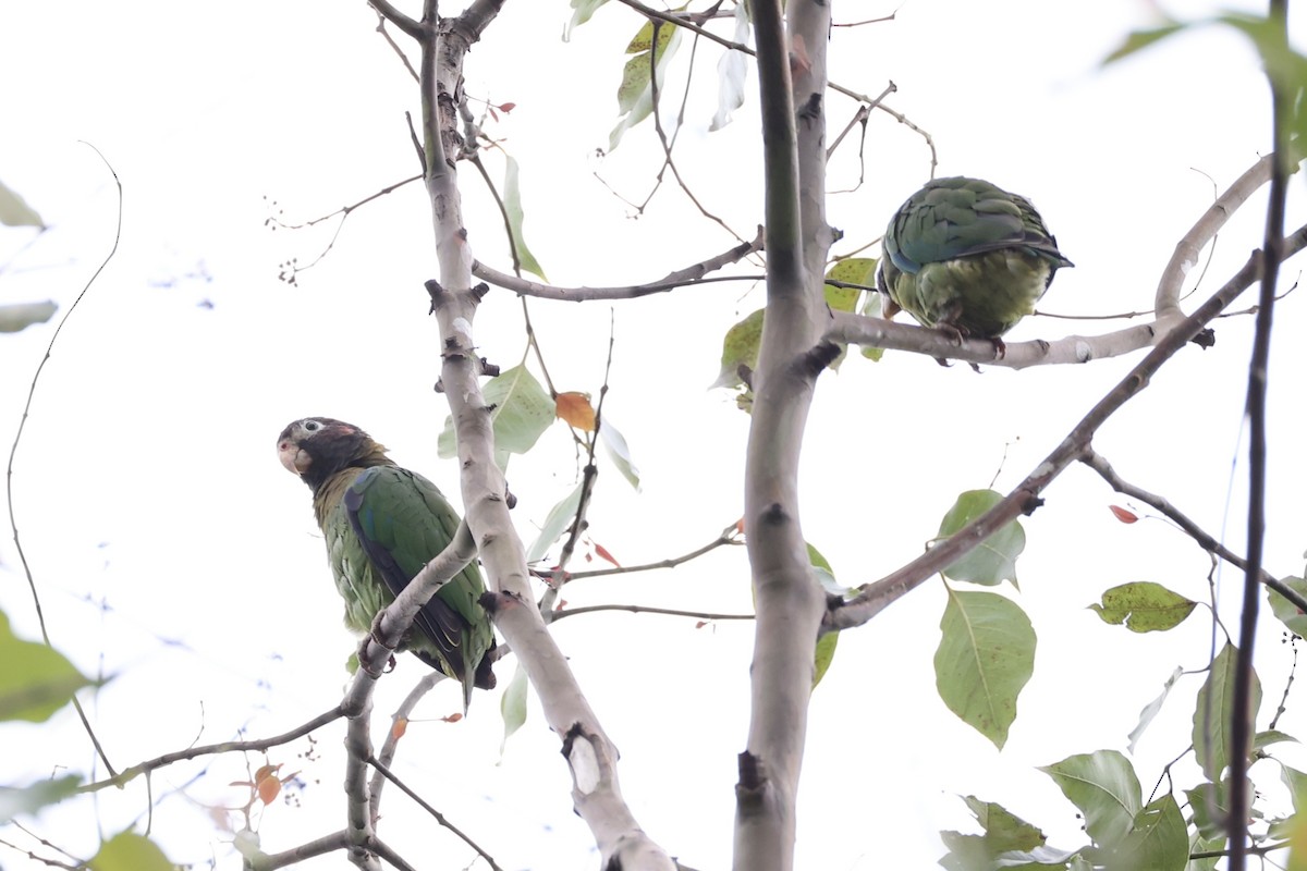 Brown-hooded Parrot - ML629947699