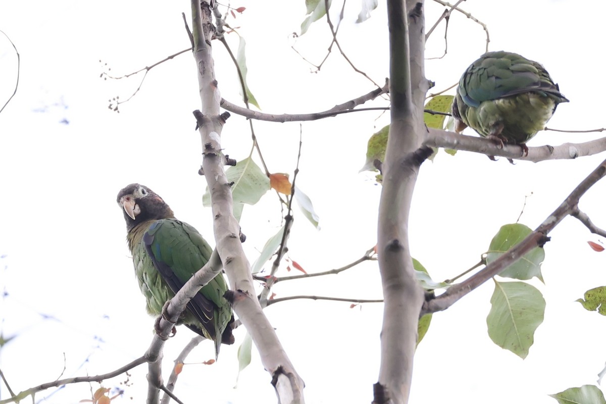 Brown-hooded Parrot - ML629947700