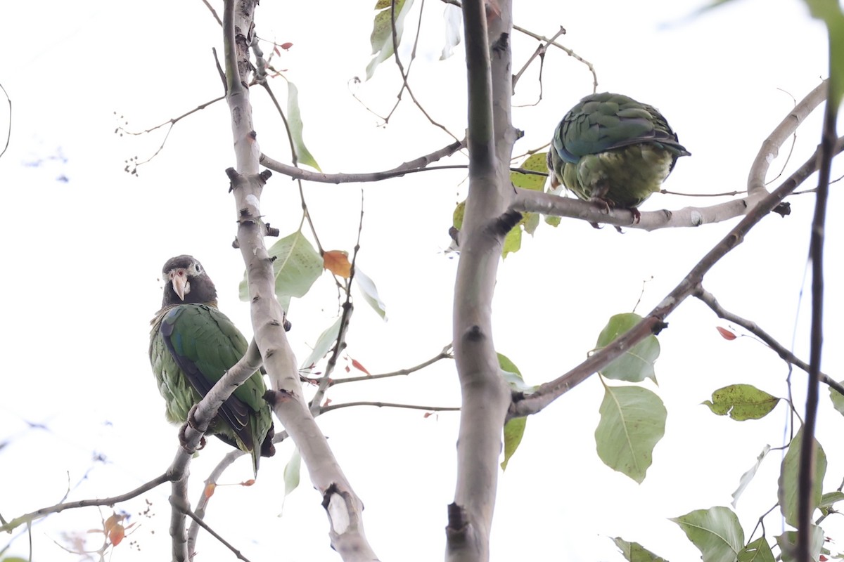 Brown-hooded Parrot - ML629947701