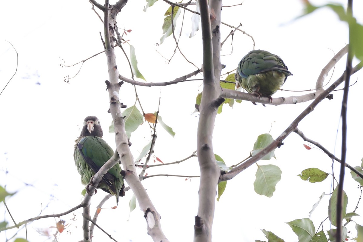 Brown-hooded Parrot - ML629947702