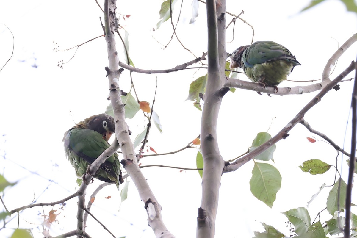 Brown-hooded Parrot - ML629947703