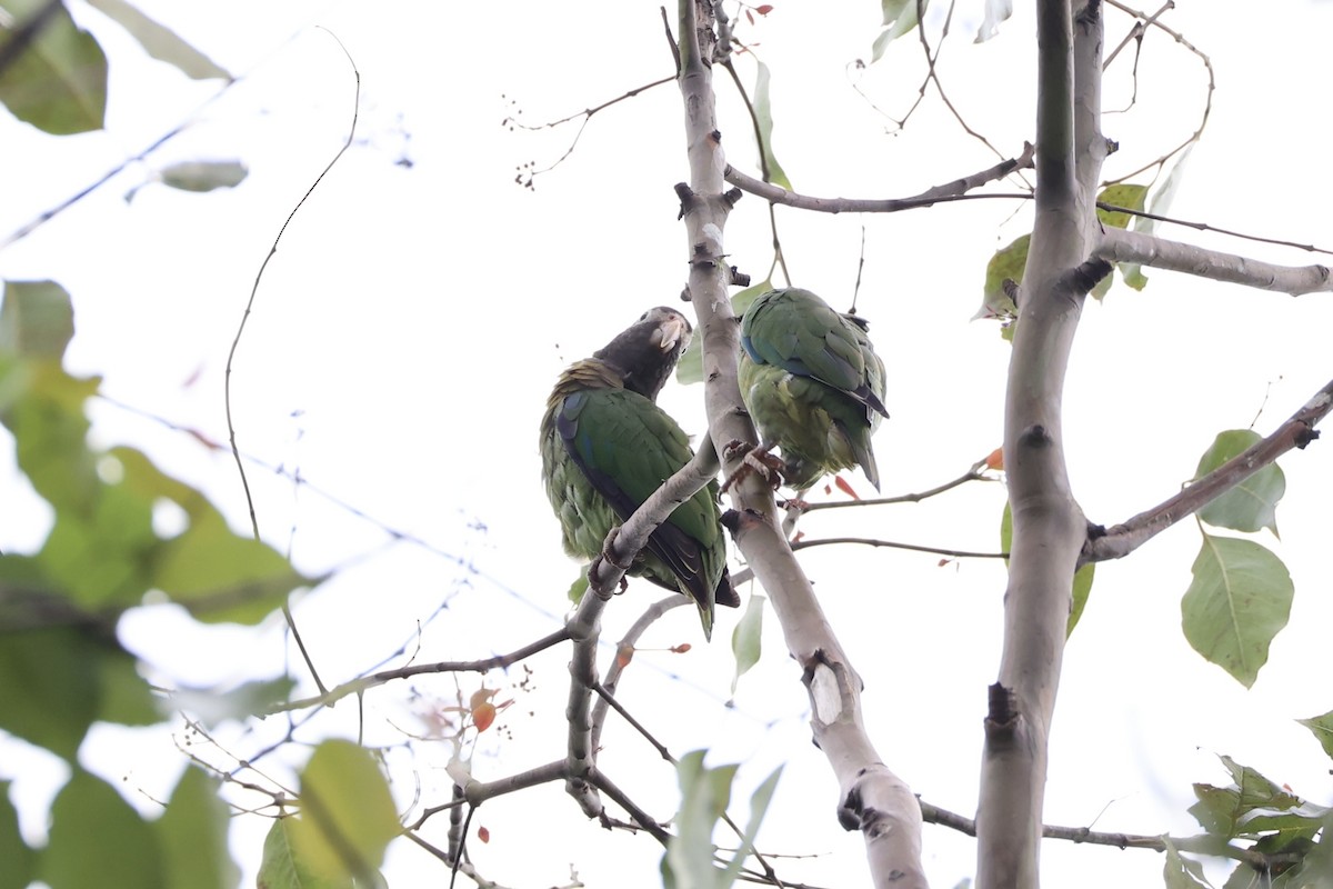 Brown-hooded Parrot - ML629947704