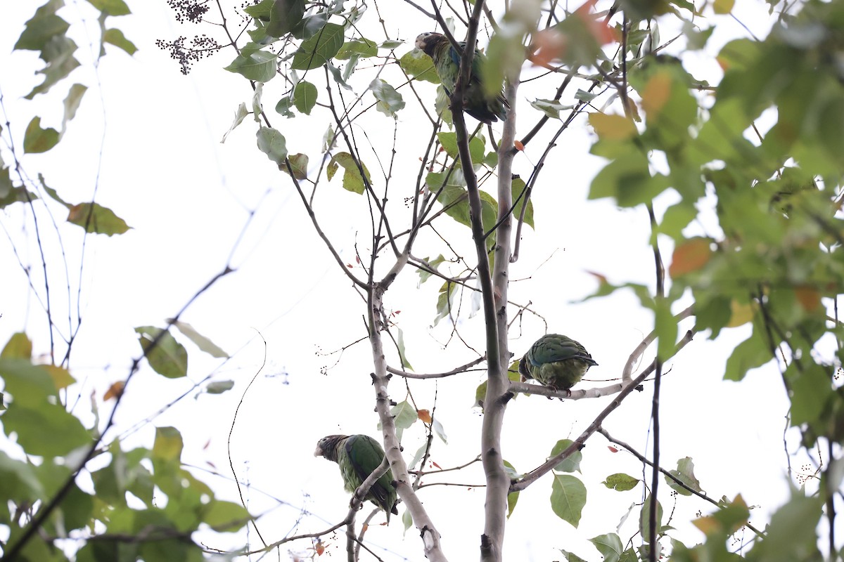 Brown-hooded Parrot - ML629947705