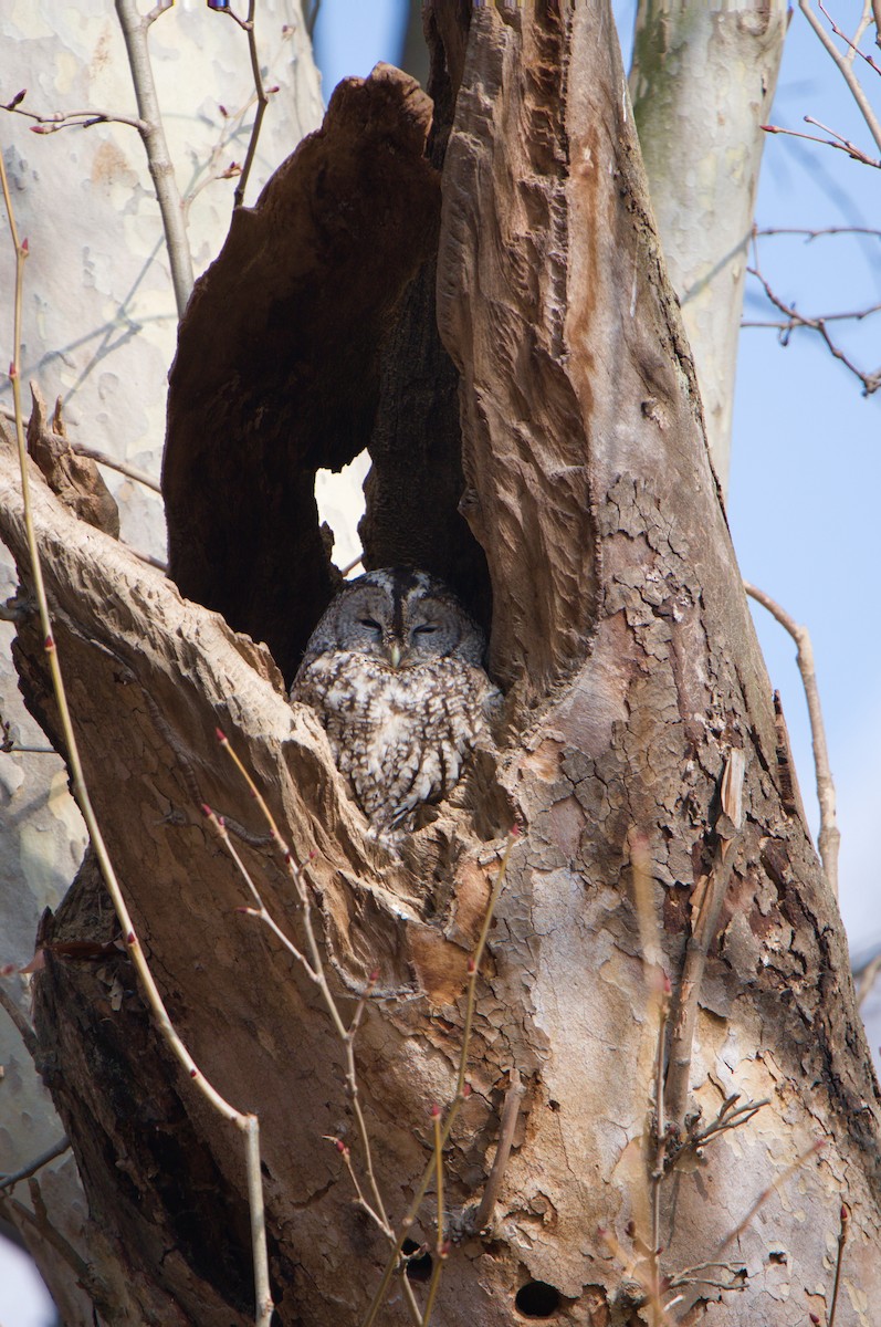 Tawny Owl - ML629947853