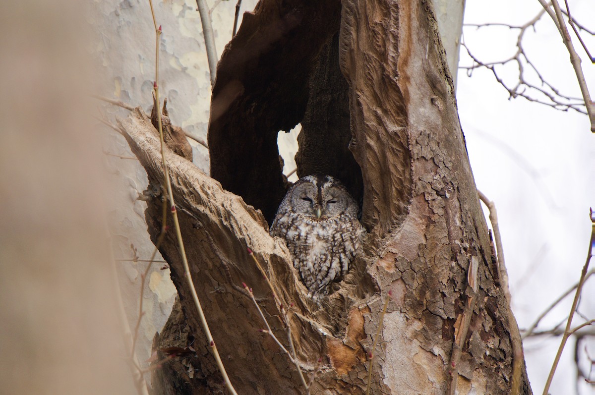 Tawny Owl - ML629947854