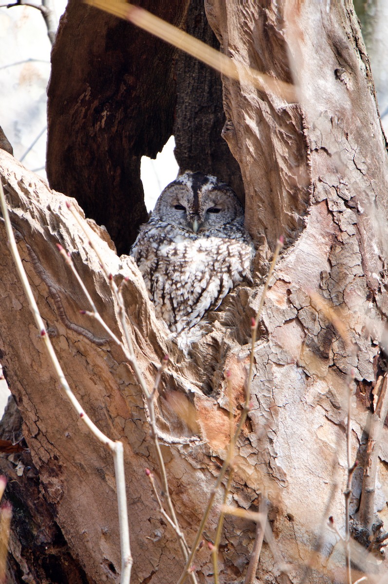 Tawny Owl - ML629947855