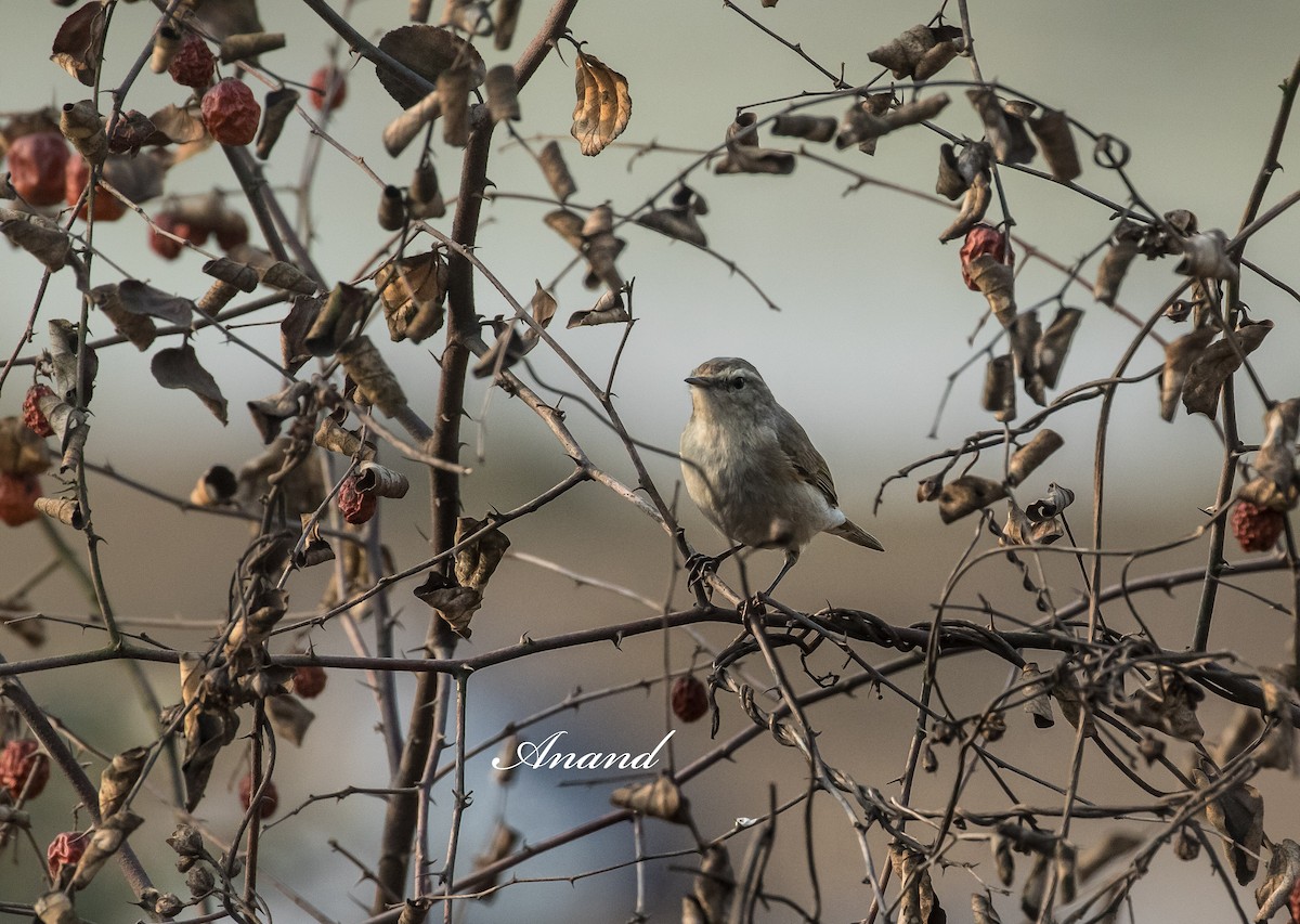 Common Chiffchaff - ML629948044