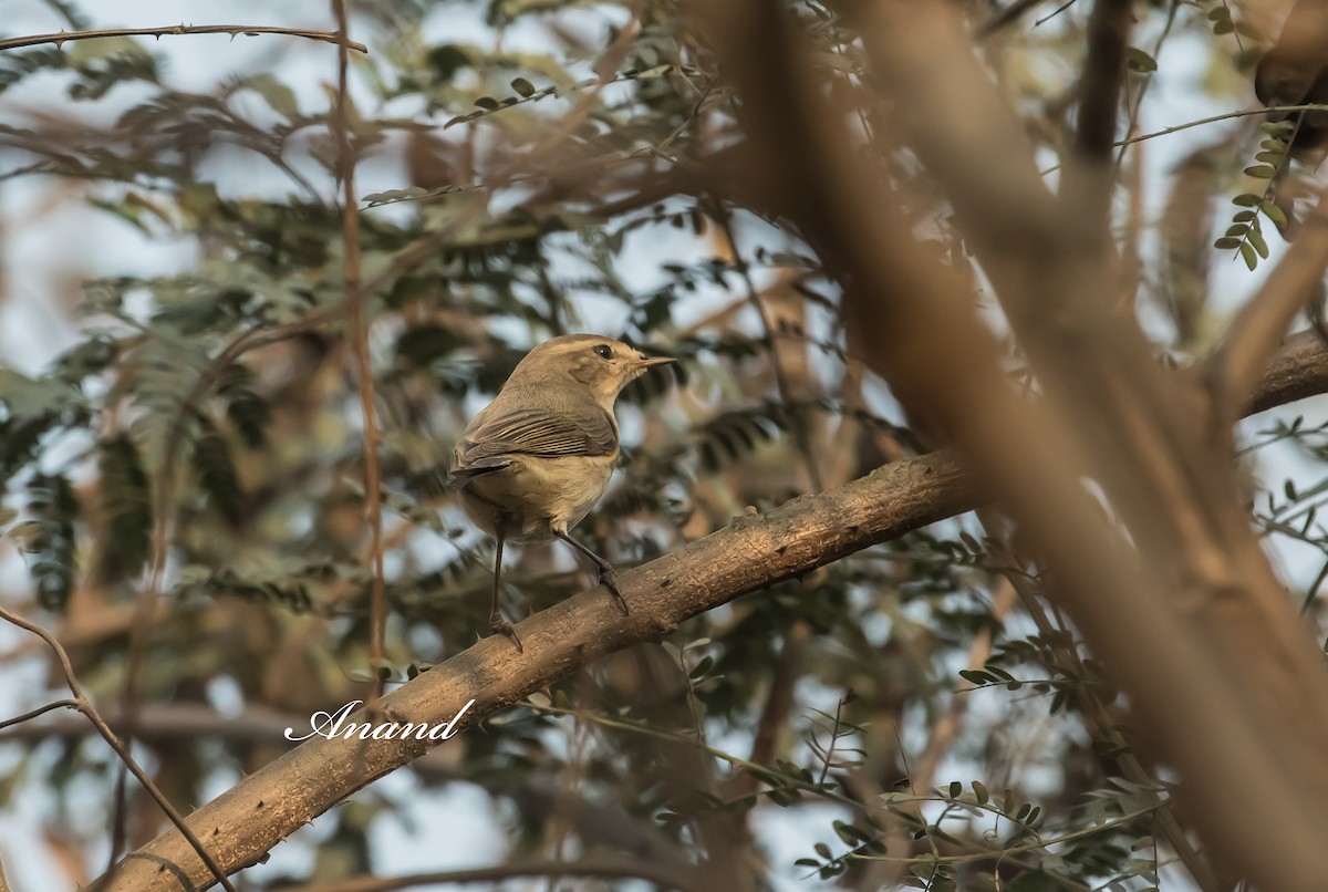 Common Chiffchaff - ML629948045