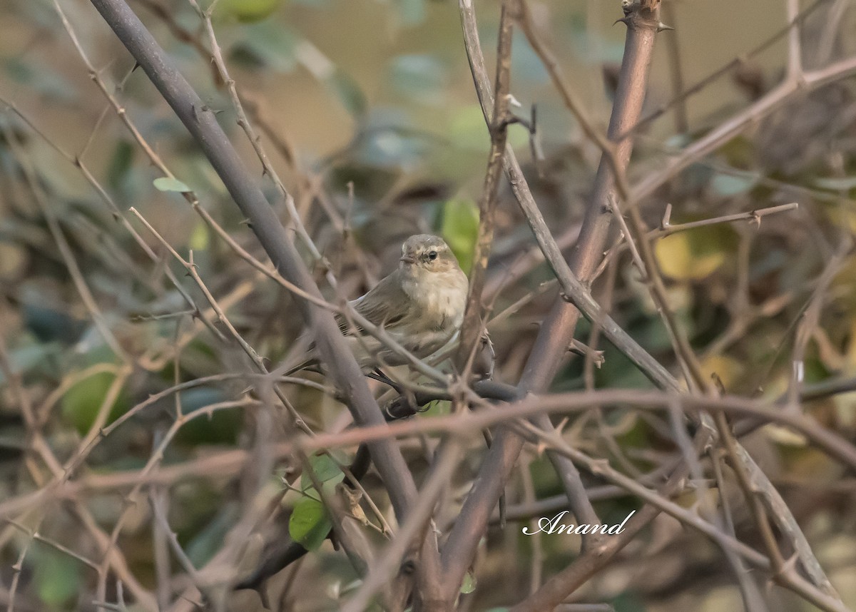 Common Chiffchaff - ML629948046