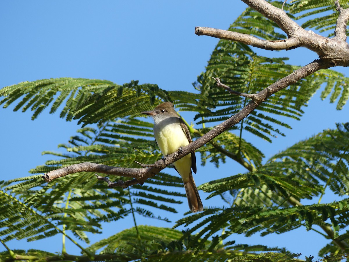 Grenada Flycatcher - ML629948168
