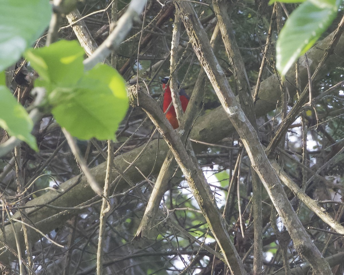 Fiery-breasted Bushshrike - ML629948362