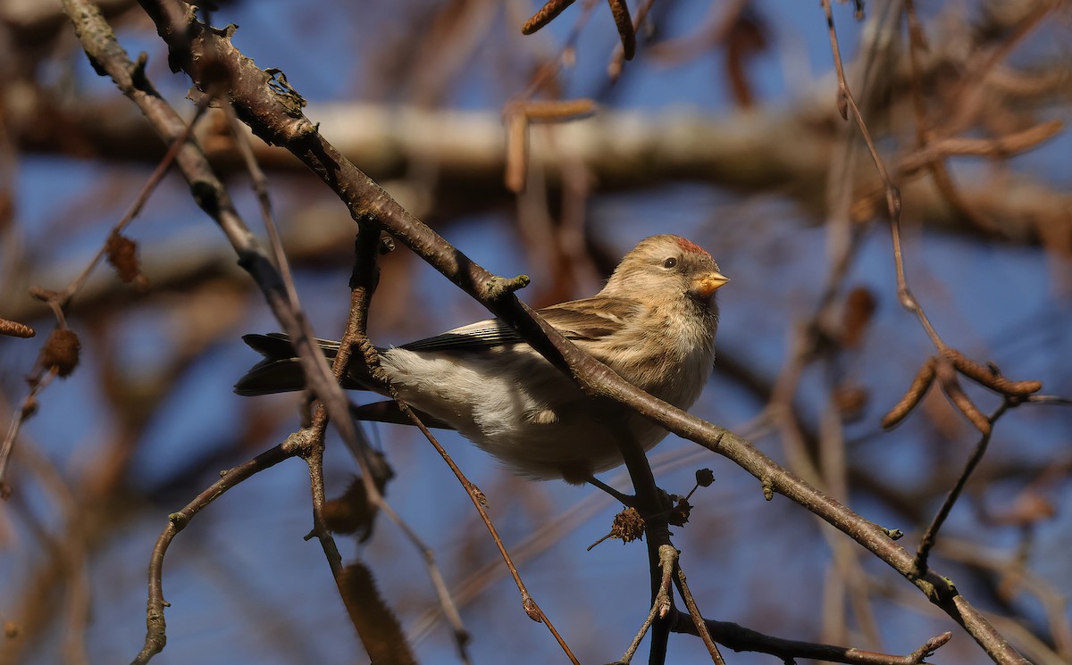 Redpoll (Common/Lesser) - ML629948460