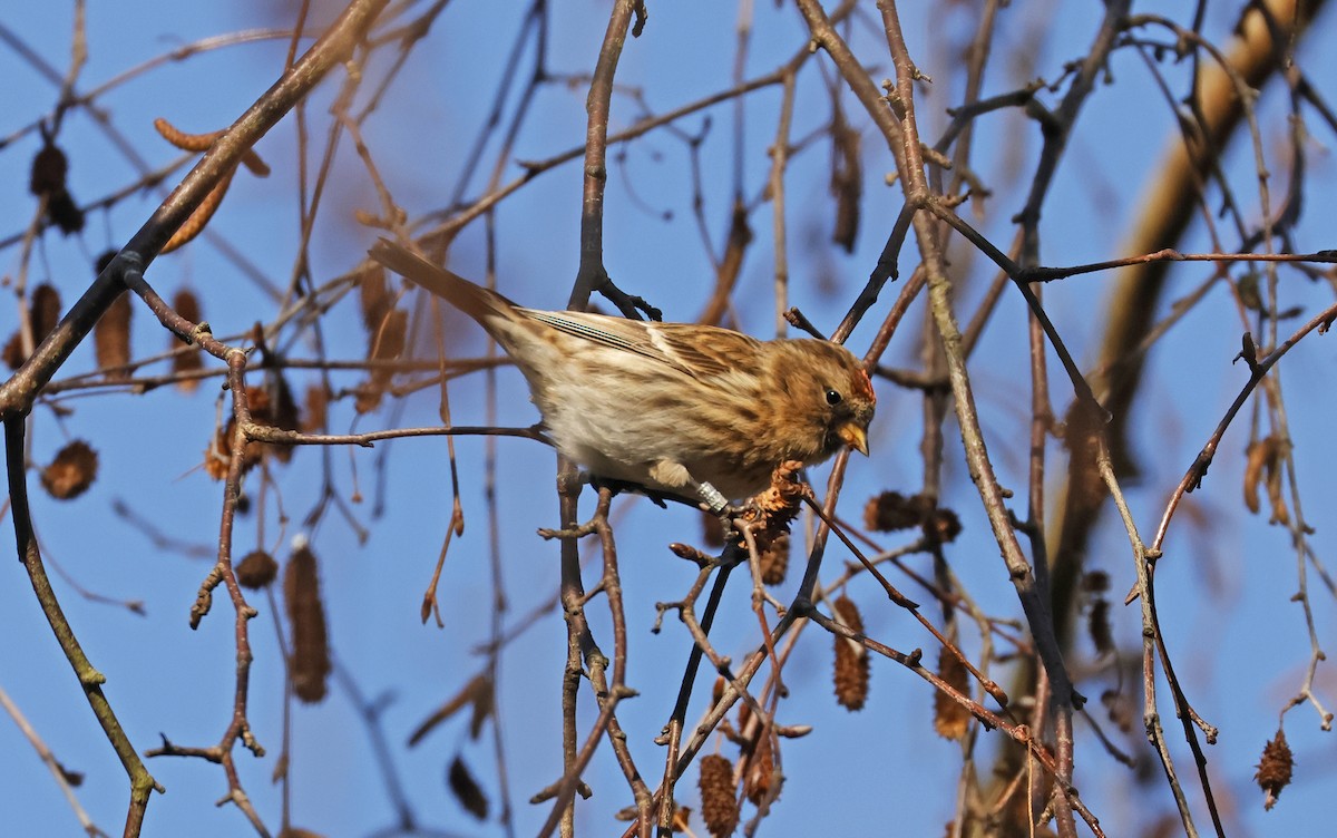 Redpoll (Common/Lesser) - ML629948461