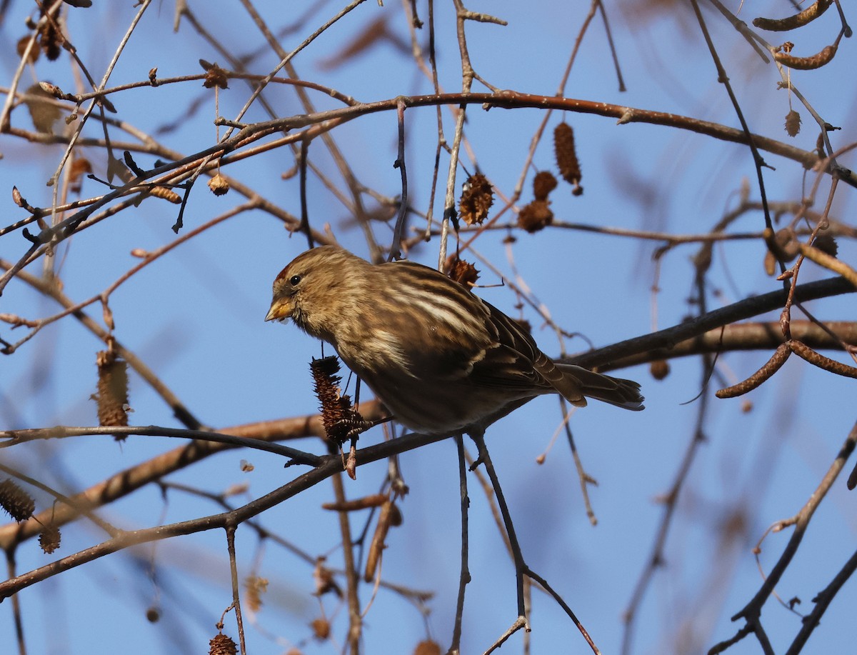 Redpoll (Common/Lesser) - ML629948462