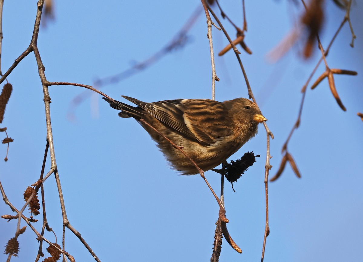 Redpoll (Common/Lesser) - ML629948463