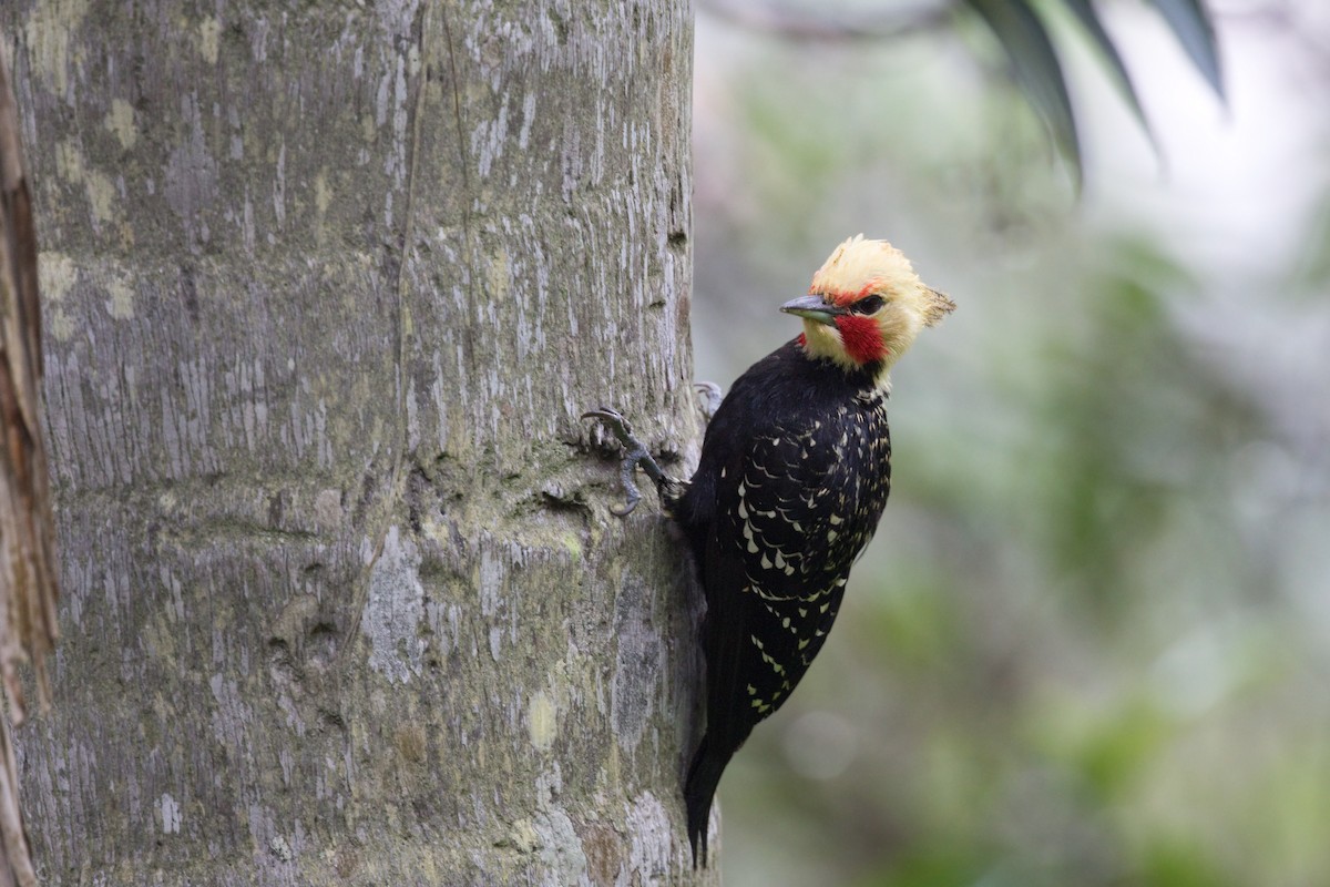 Blond-crested Woodpecker - Michel Gutierrez