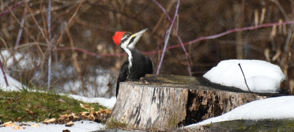 Pileated Woodpecker - ML629948689