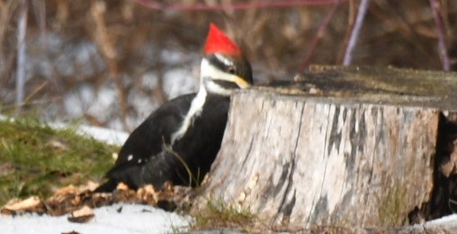 Pileated Woodpecker - ML629948690