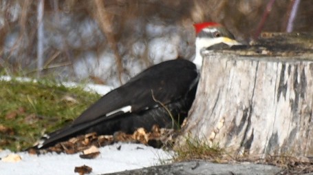 Pileated Woodpecker - ML629948691