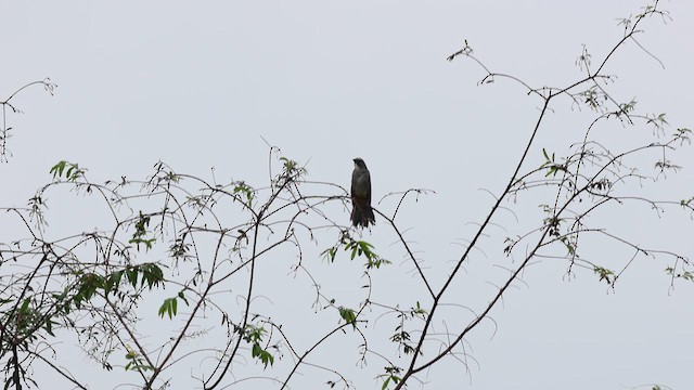 Bluish-gray Saltator - ML629948702