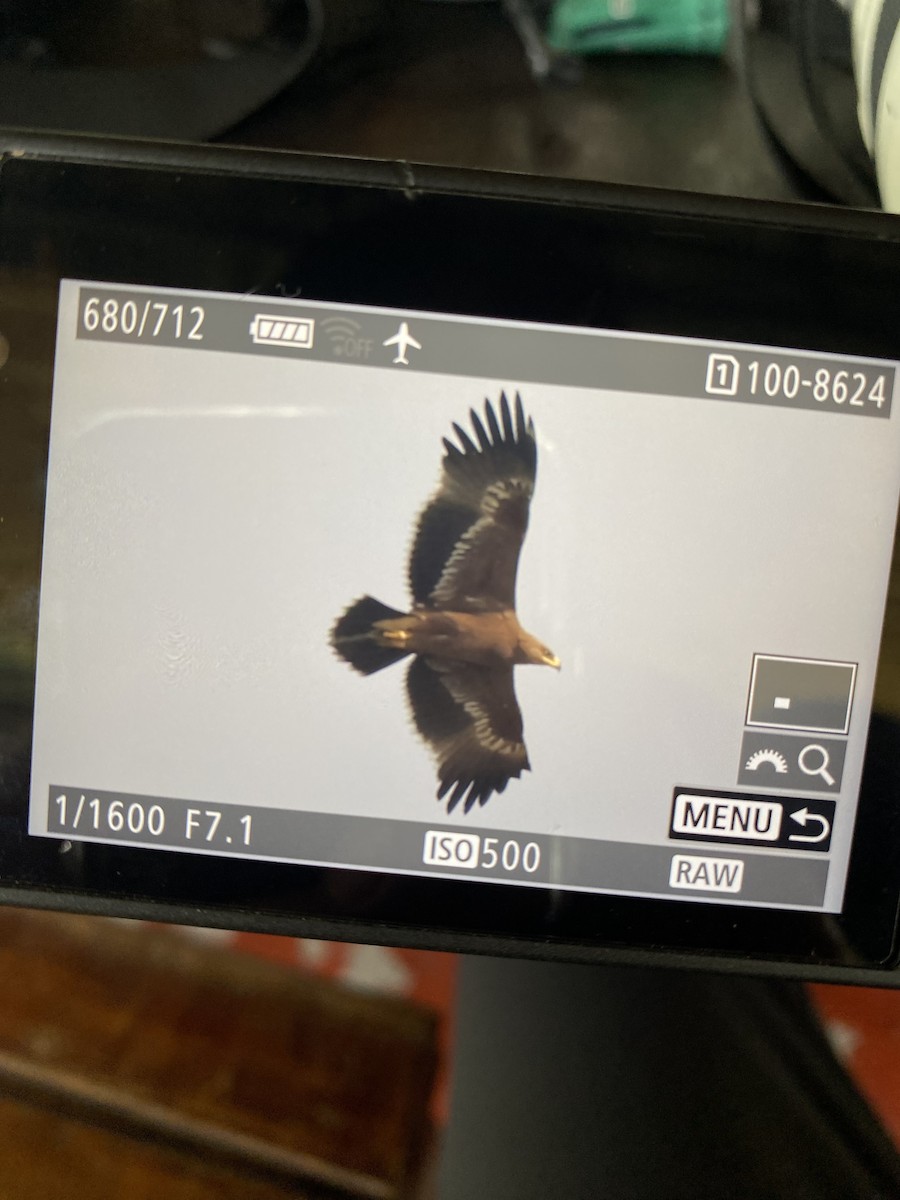 Aigle des steppes - ML629948850
