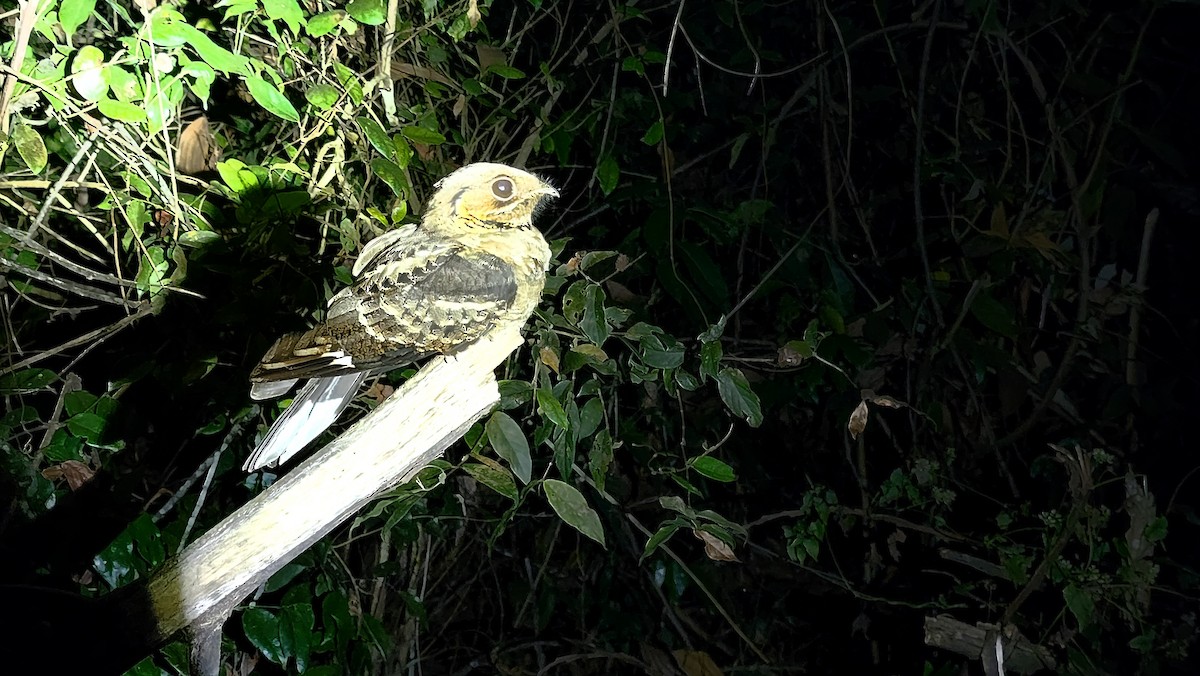 Jerdon's Nightjar - ML629948873
