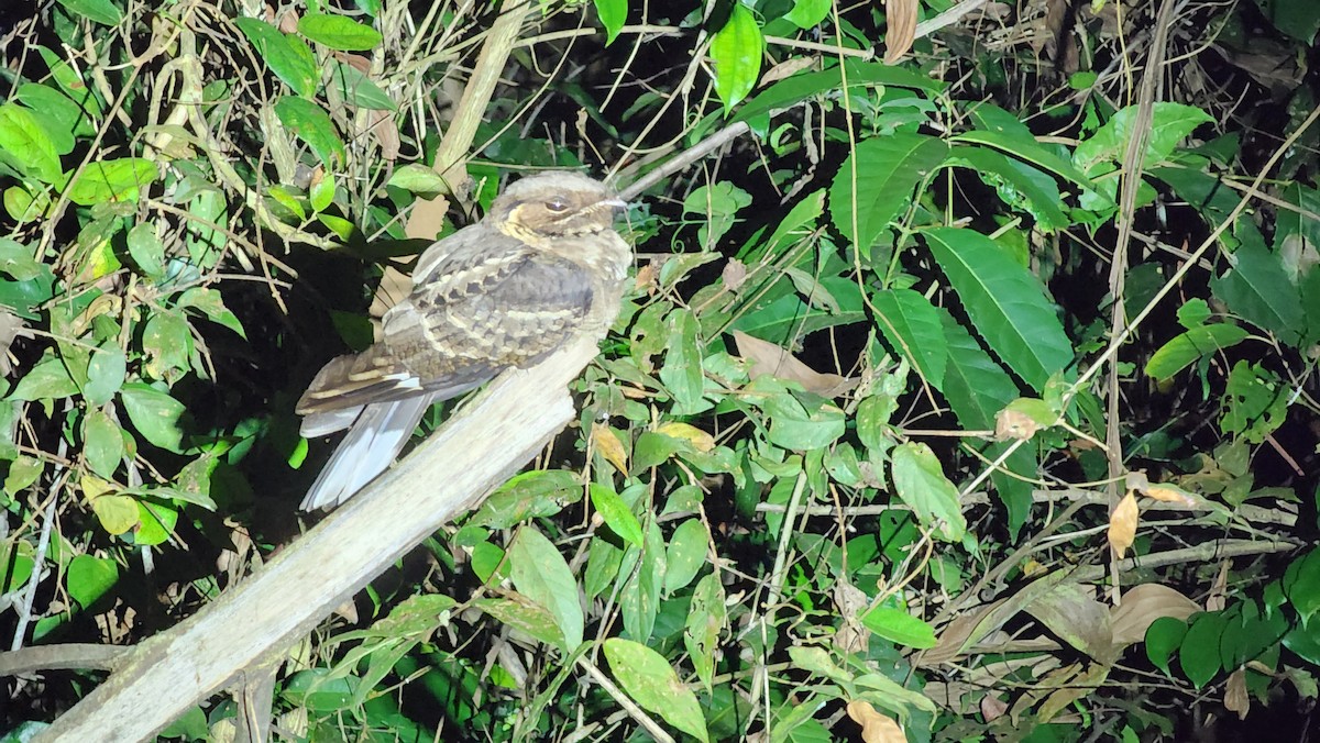 Jerdon's Nightjar - ML629948874