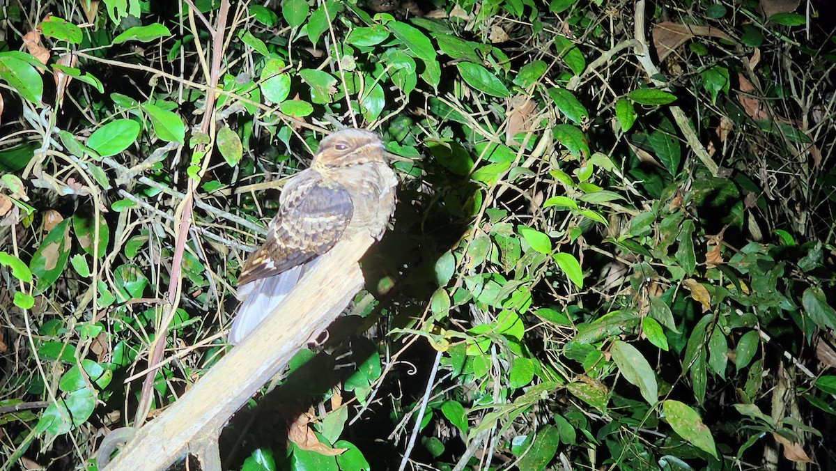 Jerdon's Nightjar - ML629948876