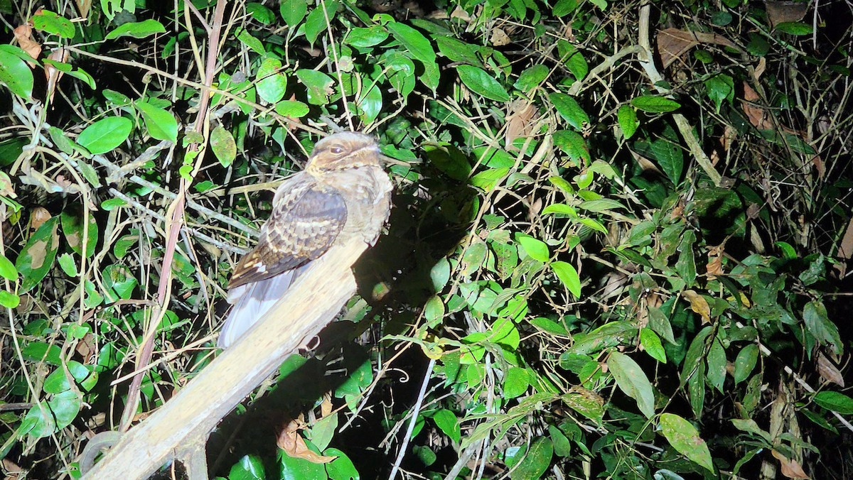 Jerdon's Nightjar - ML629948877