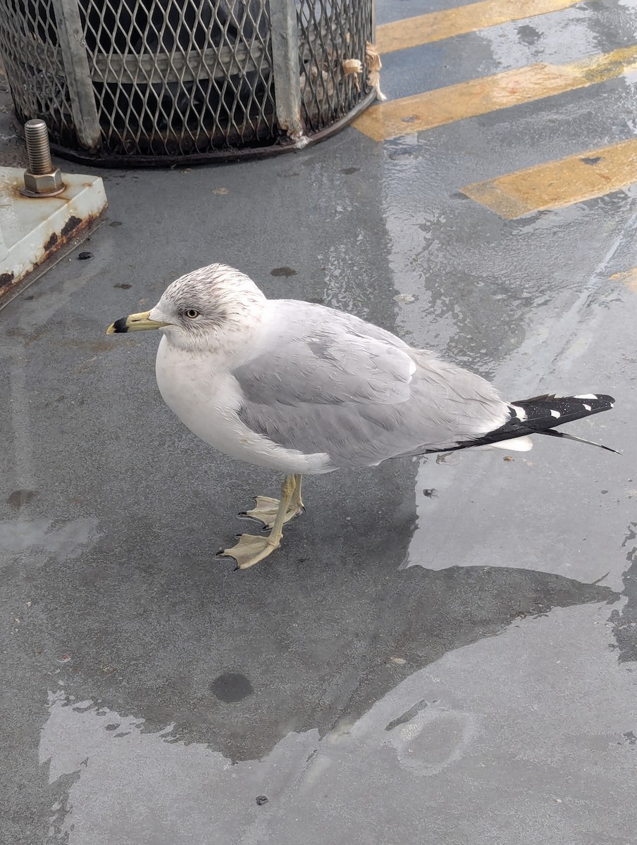 Ring-billed Gull - ML629949499