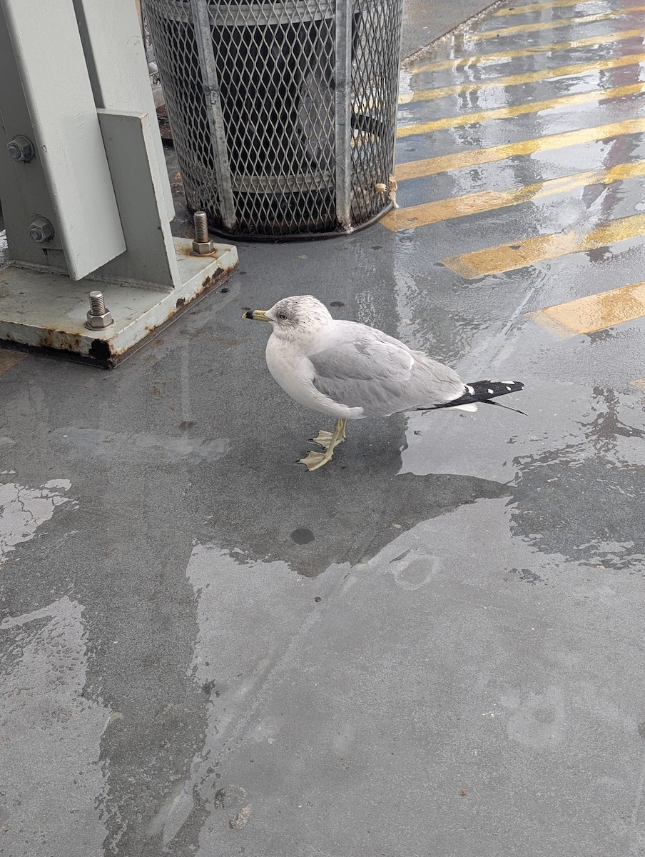 Ring-billed Gull - ML629949503