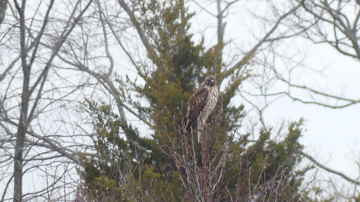 Red-shouldered Hawk - ML629949518