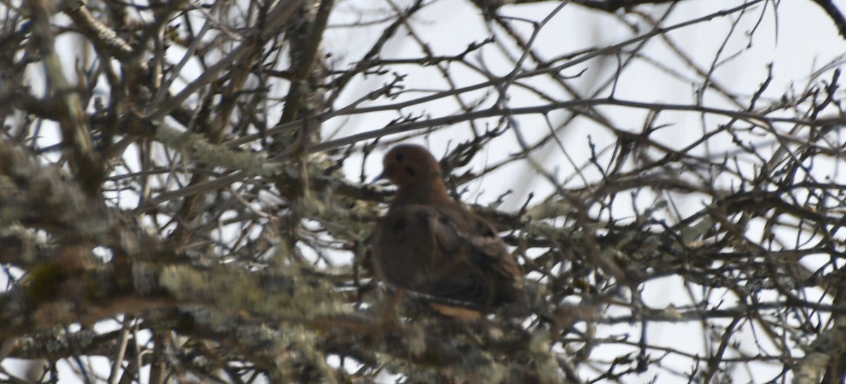 Mourning Dove - ML629949541