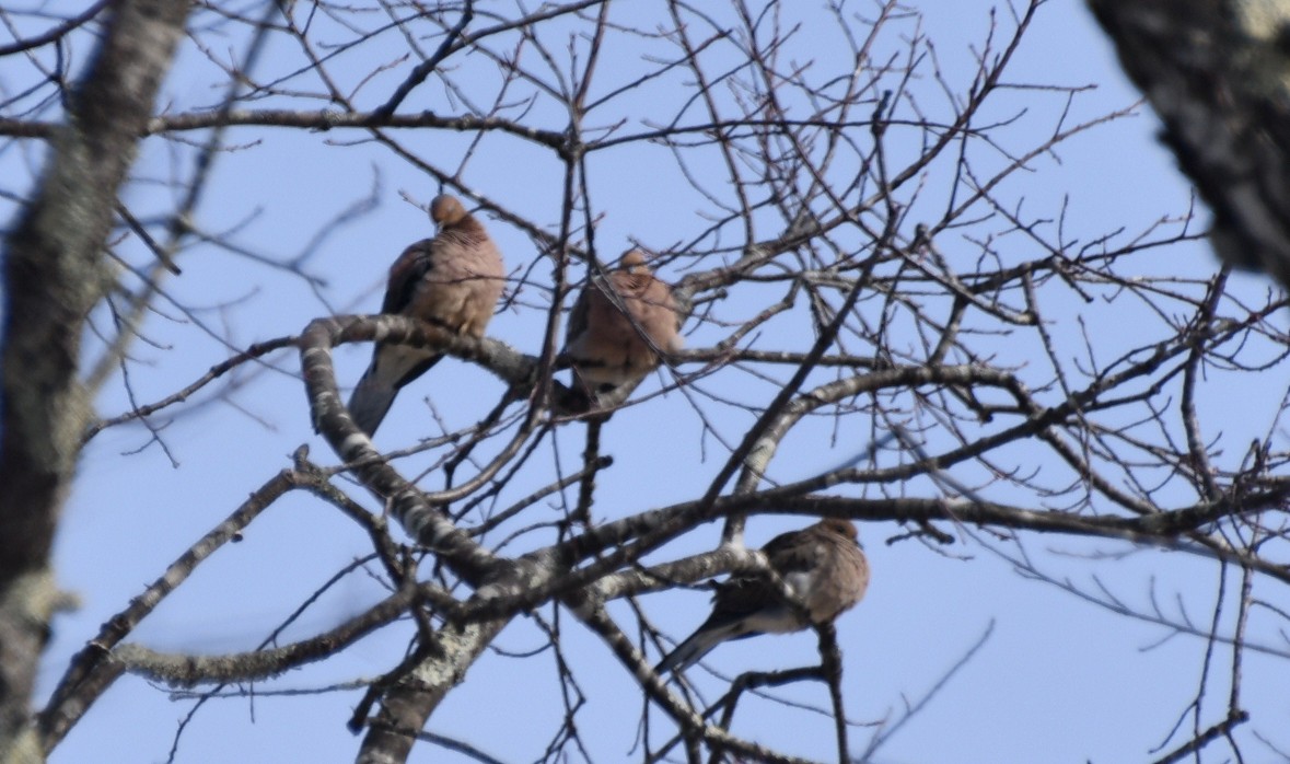 Mourning Dove - ML629949542