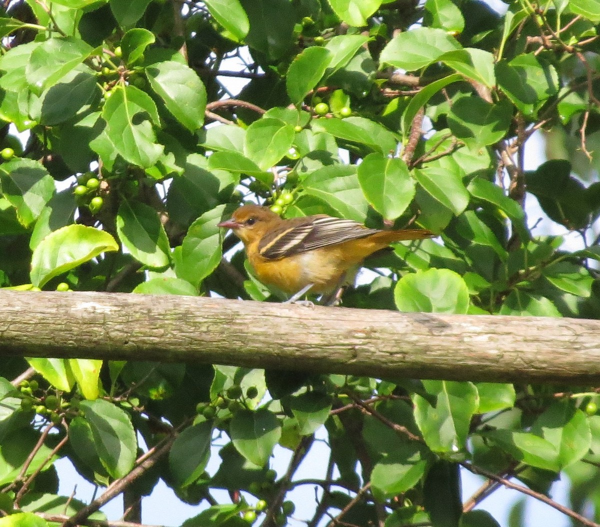 Baltimore Oriole - ML62994961