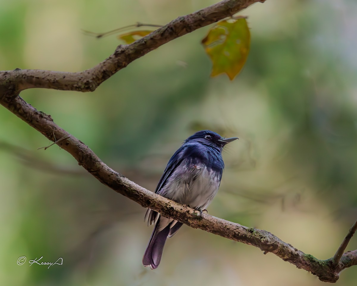 White-bellied Blue Flycatcher - ML629949876