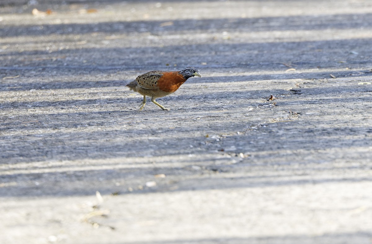 Spotted Buttonquail - ML629949975