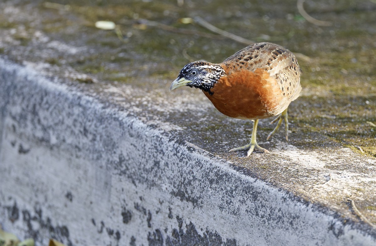 Spotted Buttonquail - ML629949976