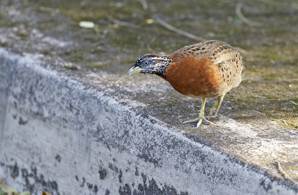 Spotted Buttonquail - ML629949977