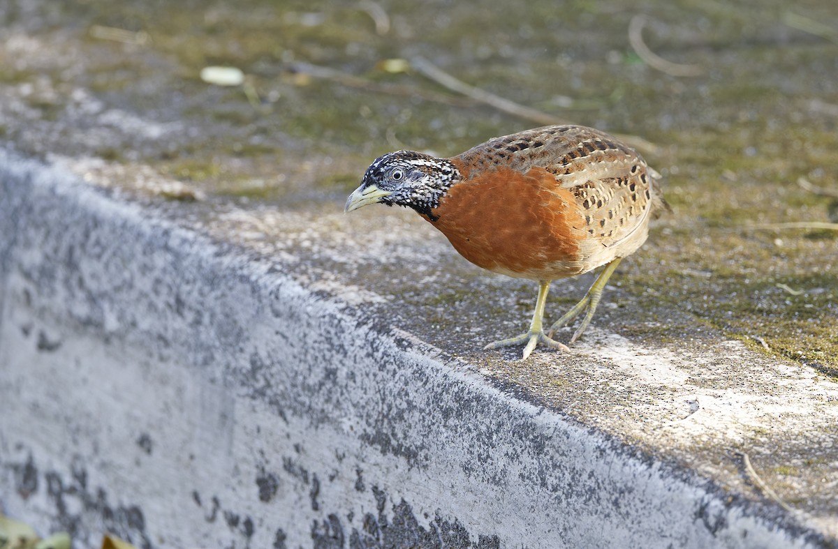 Spotted Buttonquail - ML629949978