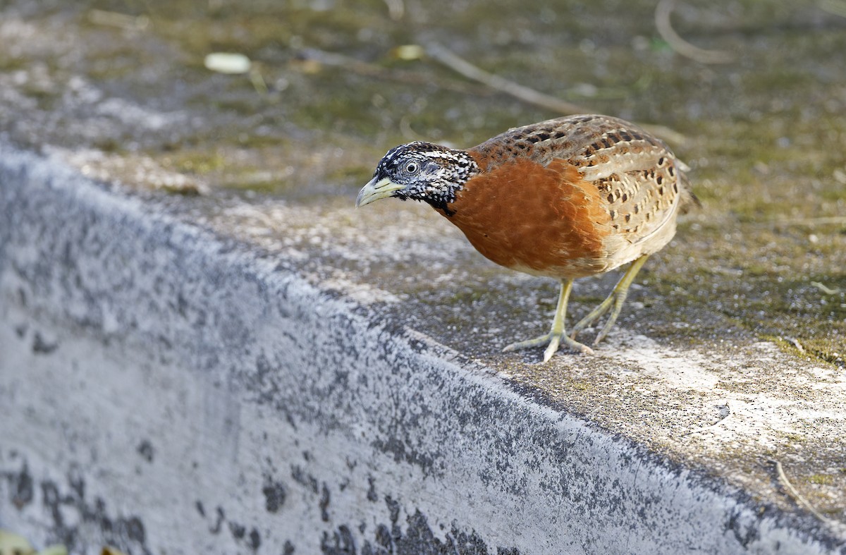Spotted Buttonquail - ML629949979