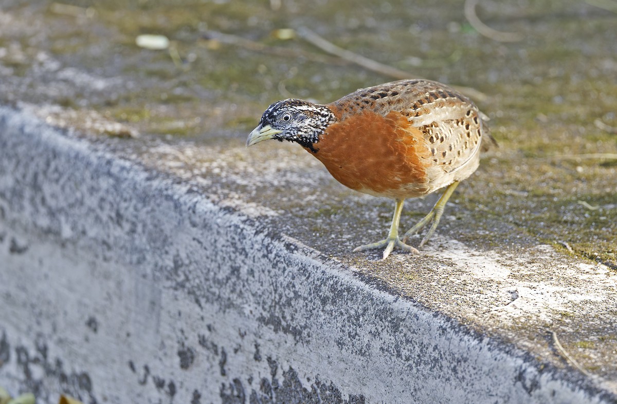Spotted Buttonquail - ML629949980