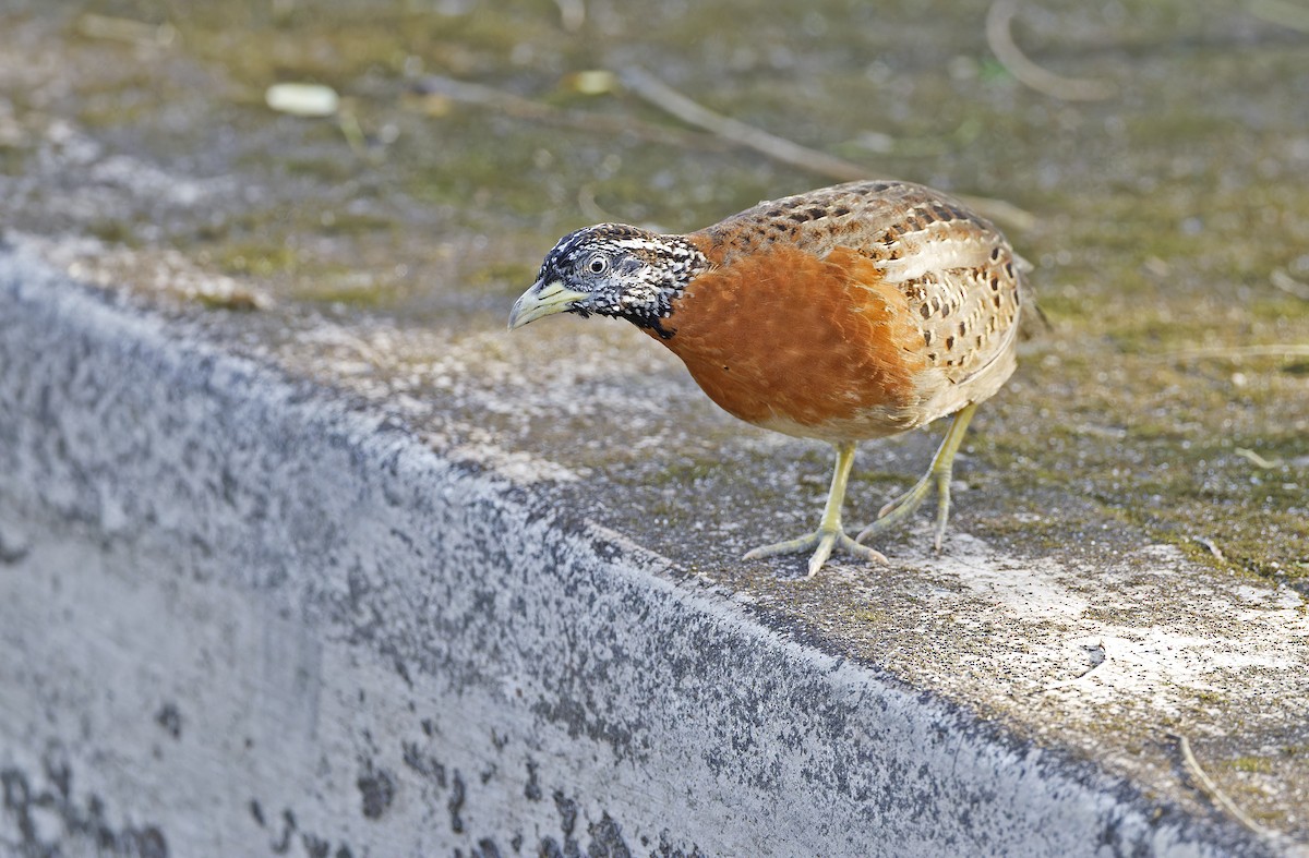 Spotted Buttonquail - ML629949981