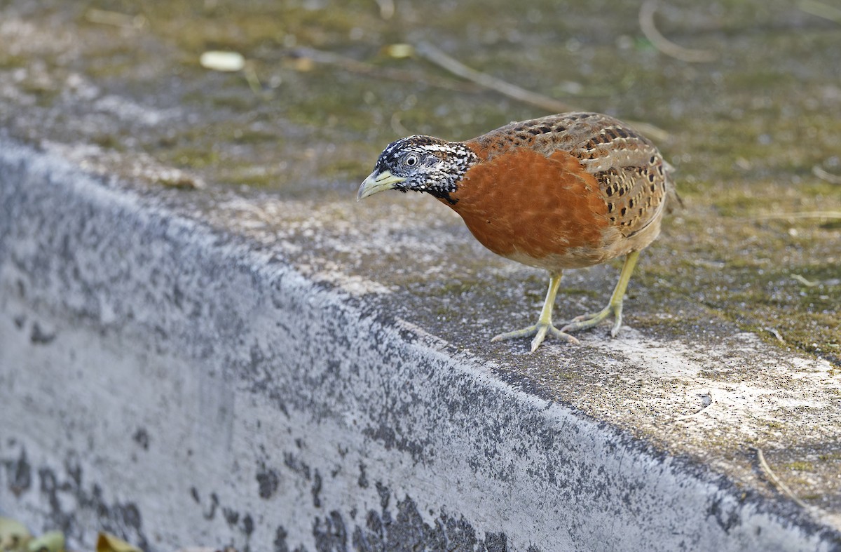 Spotted Buttonquail - ML629949982