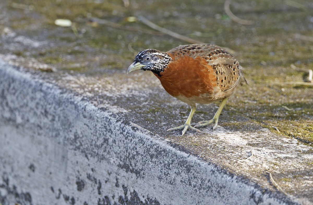 Spotted Buttonquail - ML629949983